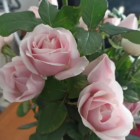 Al Quindici Couette-café 3*